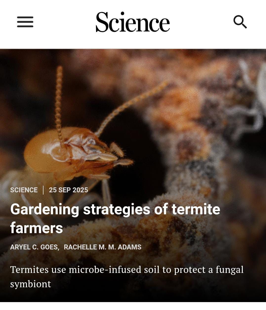 Gardening strategies of termite farmers